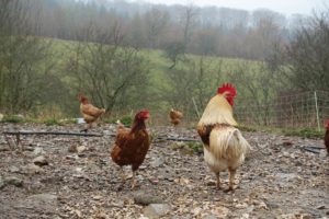 chickens in a backyard