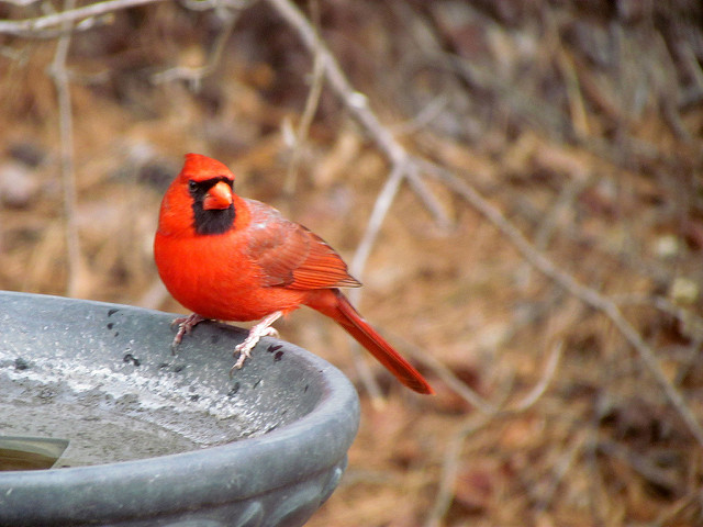 5 Incredible Resources to Identify Birds