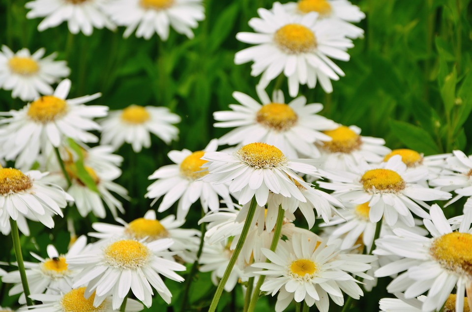 A Guide to Planting and Caring for Daisies