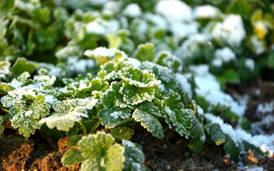 6 Essential Tips for Preparing Your Garden for Winter