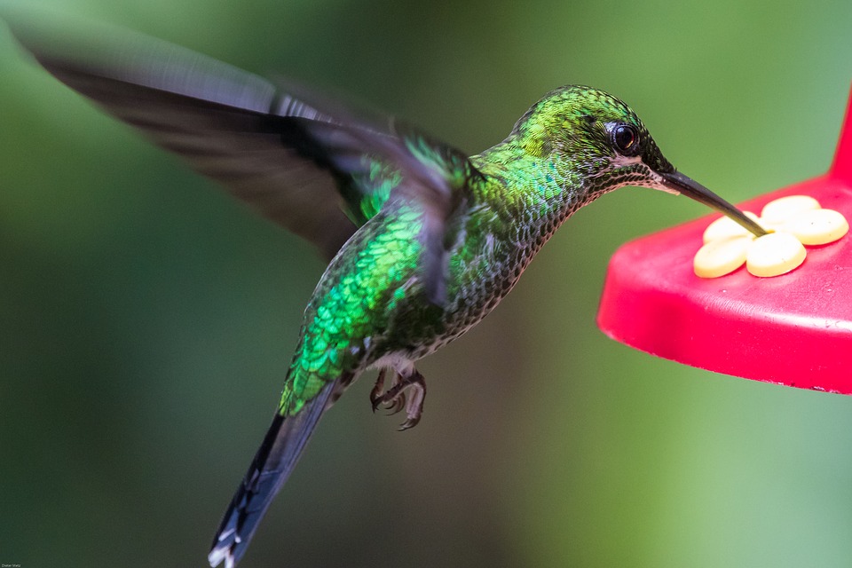 Easy Ways to Attract Wildlife to Your Backyard