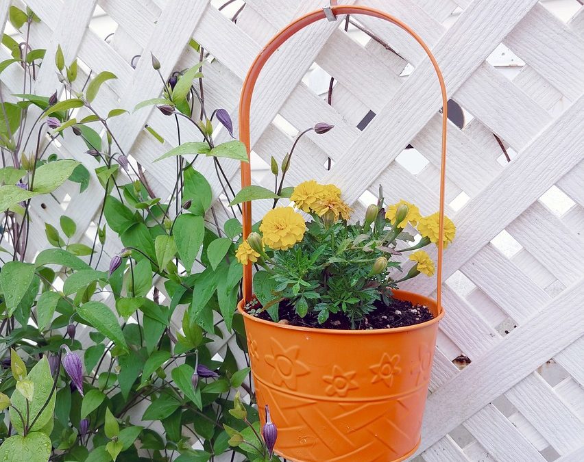 7 Clever Ways to Keep Bugs and Pests Away from Your Patio