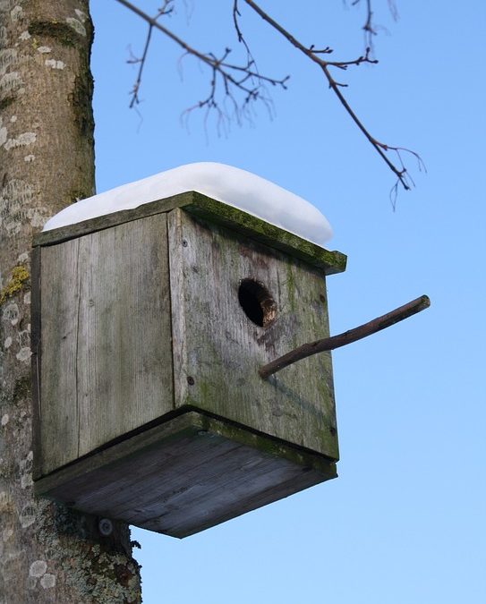 Tips for Creating a Winter Wildlife Habitat in Your Backyard