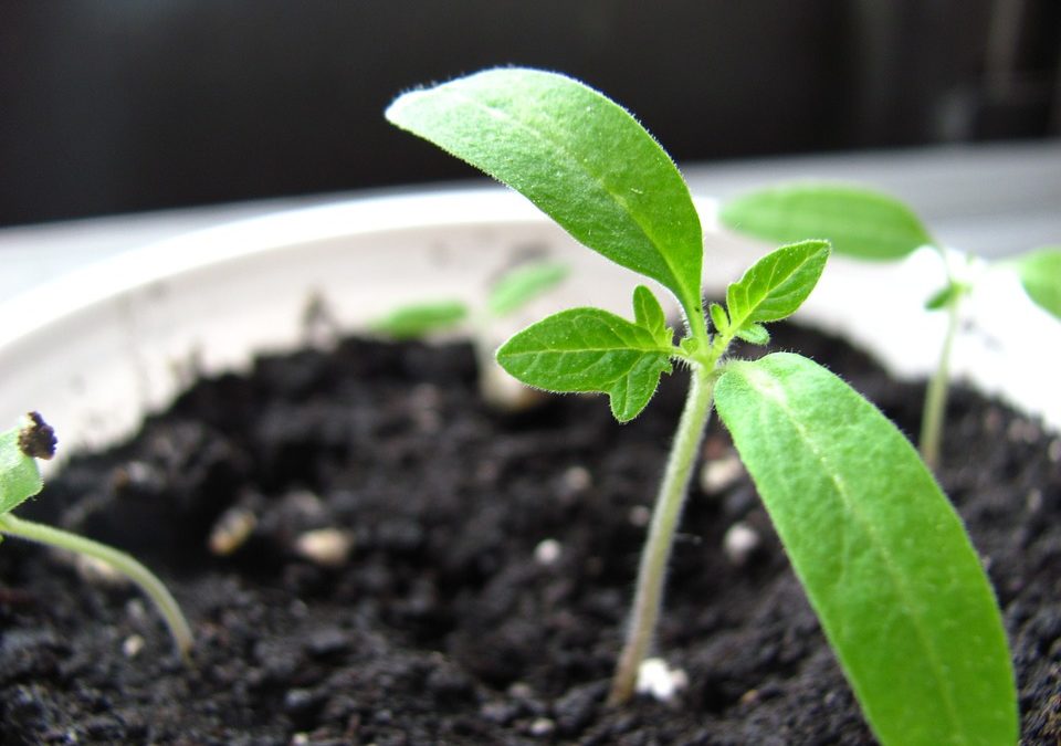 6 Creative Ways to Start Seeds in Your Kitchen