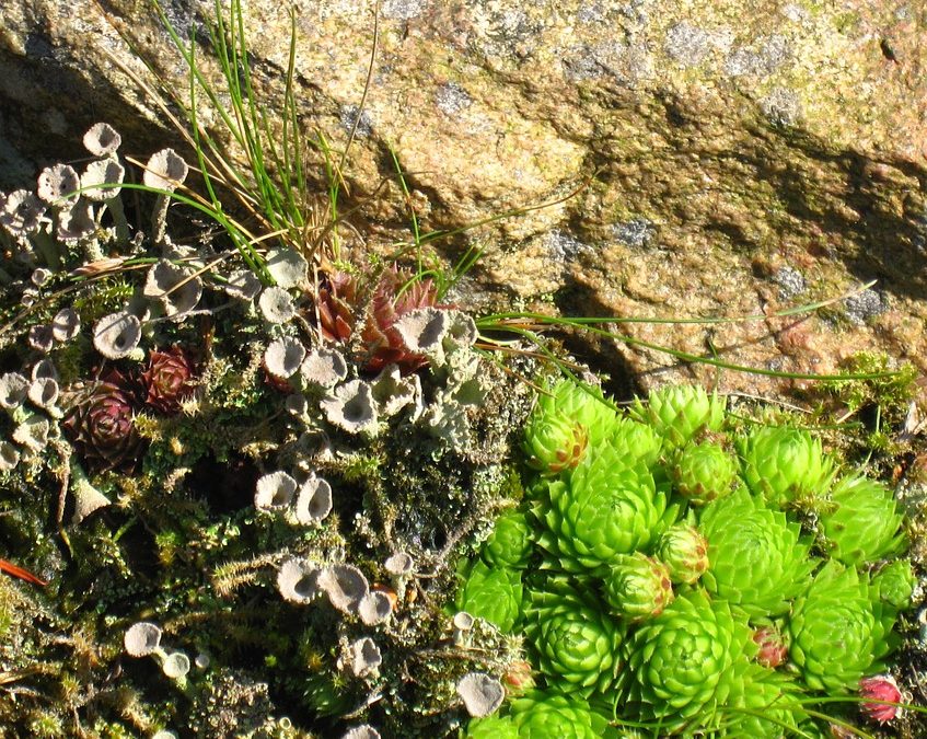 A Guide to Starting a Rock Garden