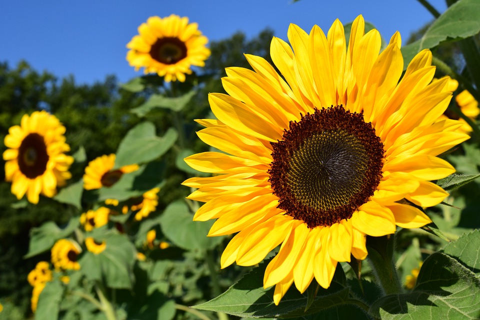 6 Easy Annuals That Will Bloom All Summer Long